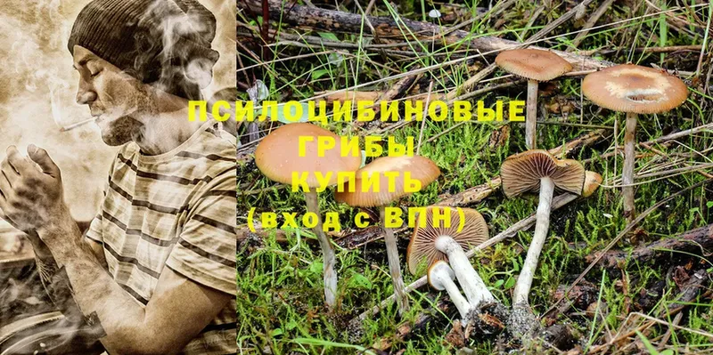 Псилоцибиновые грибы Psilocybine cubensis  Верхоянск 